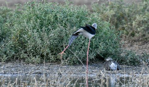 Балерина | Артур Мурзаханов | Дзен