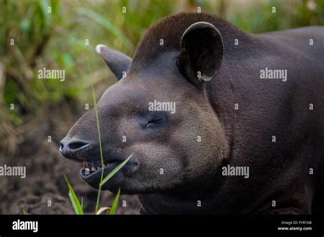 Closeup Beautiful Brown Tapir Biggest Mammal Of The Amazon Rainforest