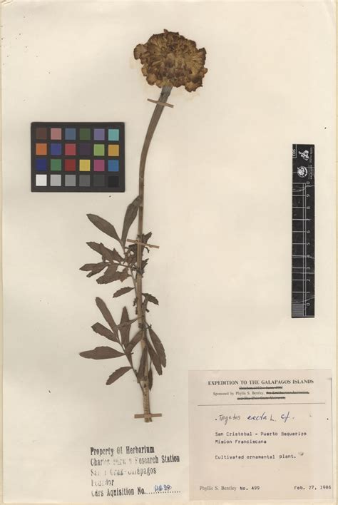 Tagetes Erecta