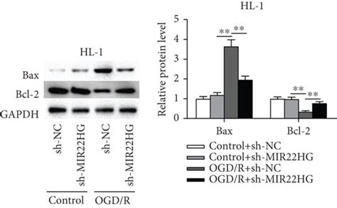 Mir Hg Knockdown Attenuated Ogd R Treated Cardiomyocyte Injury A