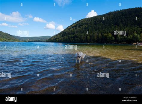 Beautiful Lake Lac De Longemer In The Vosges Mountains In France