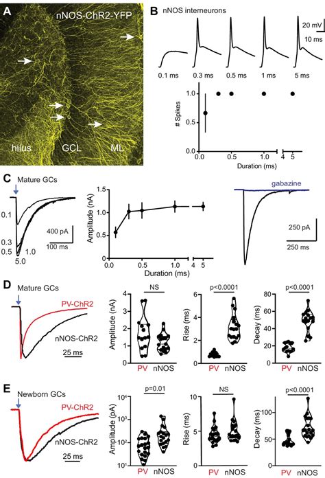 Figures And Data In Parvalbumin Interneurons Provide Spillover To Newborn And Mature Dentate