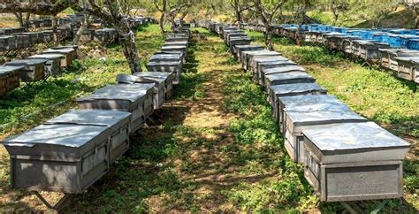 Beehive Placement Tips For Finding A Perfect Site For Your Bees