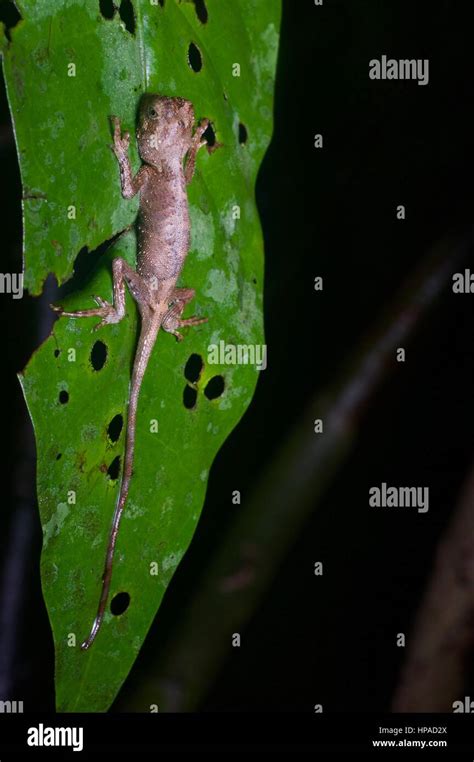 A Dusky Earless Agama Aphaniotis Fusca Sleeping On A Leaf In The