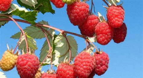 Красная малина: сорта, описание, фото, отзывы