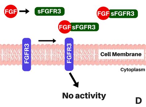 Ta Mechanism Of Action Beyond Achondroplasia