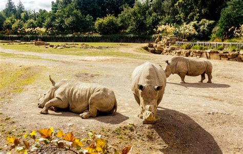 Three Large Southern White Rhinoceros in Their Habitat in Dublin Zoo ...