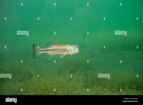 Largemouth Bass Swimming In A Michigan Inland Lake Stock Photo Alamy