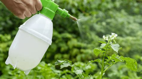 Make insecticides at home to protect your plants: Here's how