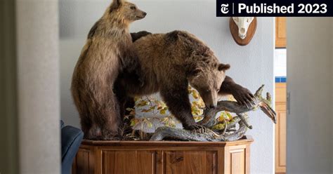 Grizzlies Are Increasing in Numbers. Learning to Live With Them. - The ...