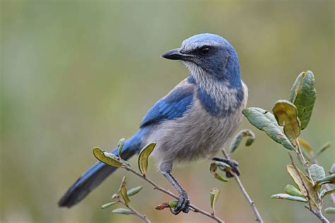 15 Fun Facts About Blue Jays - Facts.net