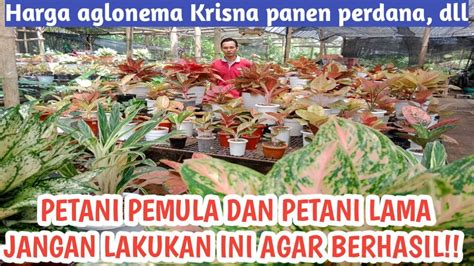 Kesalahan Merawat Dan Bertani Aglonema Yang Perlu Anda Hindari Agar