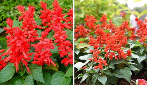 Сальвия: выращивание из семян, описание сортов с фото