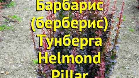 Барбарис тунберга Хелмонд пиллар. Краткий обзор, описание berberis ...