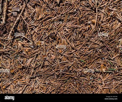 Coniferous Forest Floor Hi Res Stock Photography And Images Alamy