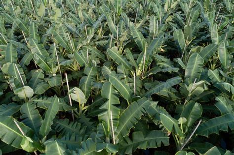 Premium Photo Aerial View Of Banana Trees Growing At Field