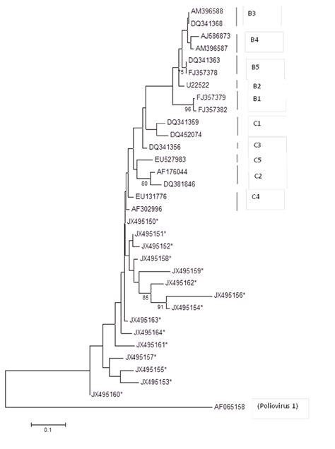 A Phylogenetic Tree Constructed From The Vp Nucleotide Sequence Of The