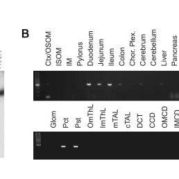 Sequence Alignment Of Human Aquaporins Clustal Alignment Of Human