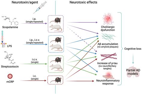 Frontiers | New insights in animal models of neurotoxicity-induced ...