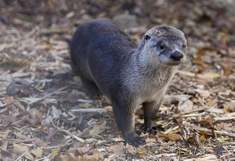 Tennessee Aquarium Otters Now At Chattanooga Arboretum And Nature ...