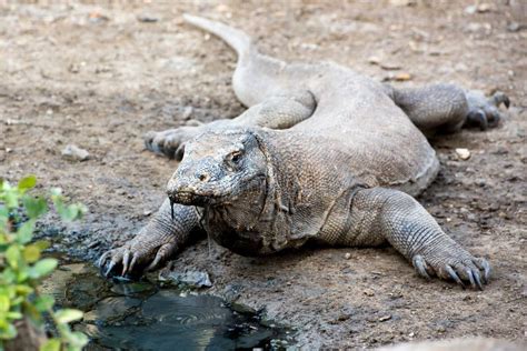 komodo dragon komodo national park world heritage site stock image