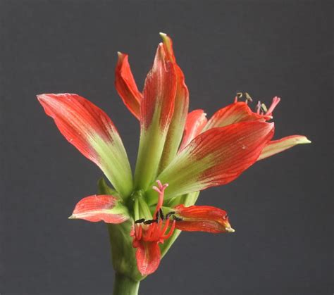 Hippeastrum Aulicum Tropical Region Species Plants