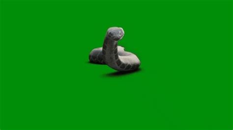 Snake Crawling On Green Screen Stock Footage Video (100% Royalty-free ...