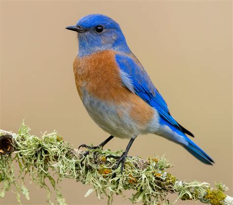 Ten Birds Name 2