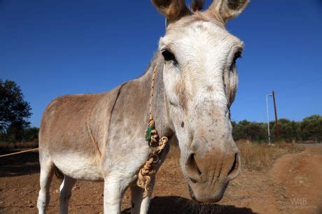 Glamorous Teen Maria Shows Off Her Perfect Tits And Her Delicious Pussy