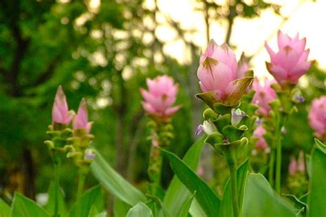 Guide To Growing Turmeric Indoors The Indoor Nursery