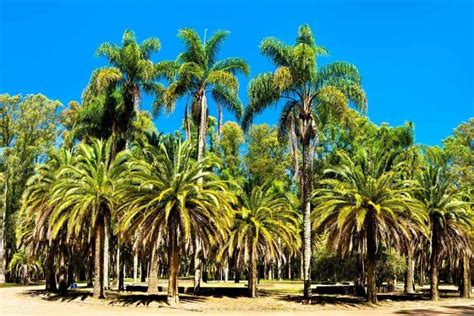 How Long Does It Take For Palm Trees To Grow Houseplant Alley