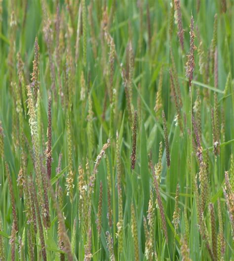 black grass naturespot