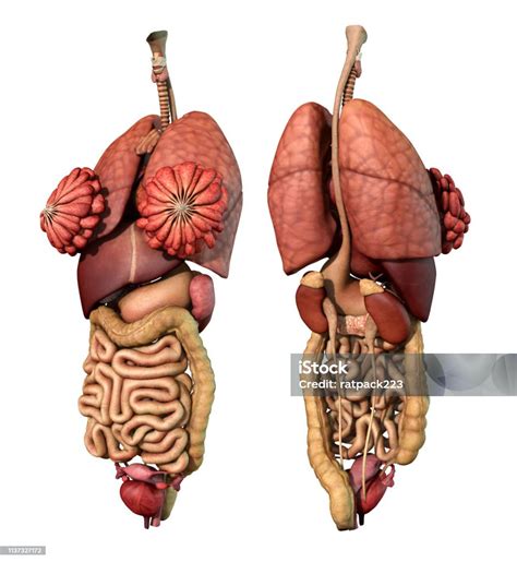 Human Anatomy Back View Organs