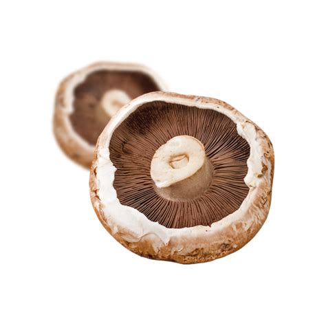 Portobello: Bio Porto Bello Pilz Hersteller - Mjko Pilzzucht