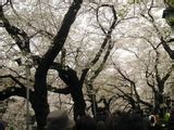 irodori  poem world