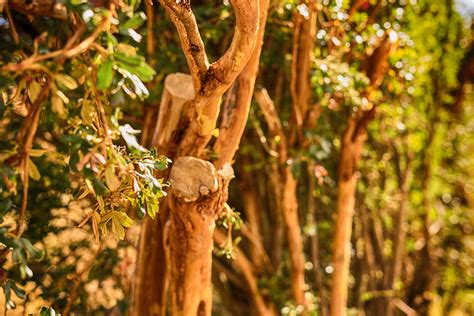 Перьевое дерево – Telegraph