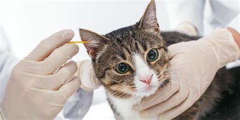 5 Simple Steps To Tame The Furry Fury: Cleaning Your Cat's Ears Like A Pro