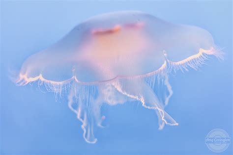 30 почти космических фотографий медуз