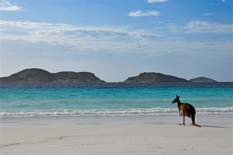 kangaroo island musement