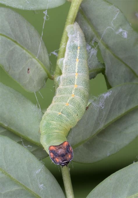 Wild Indigo Duskywing - Alabama Butterfly Atlas