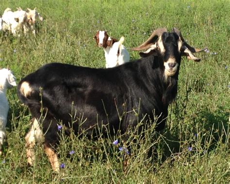 Meat Goats – The AMERICAN GOAT FEDERATION