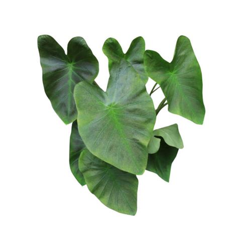 Colocasia Leaves / आळू