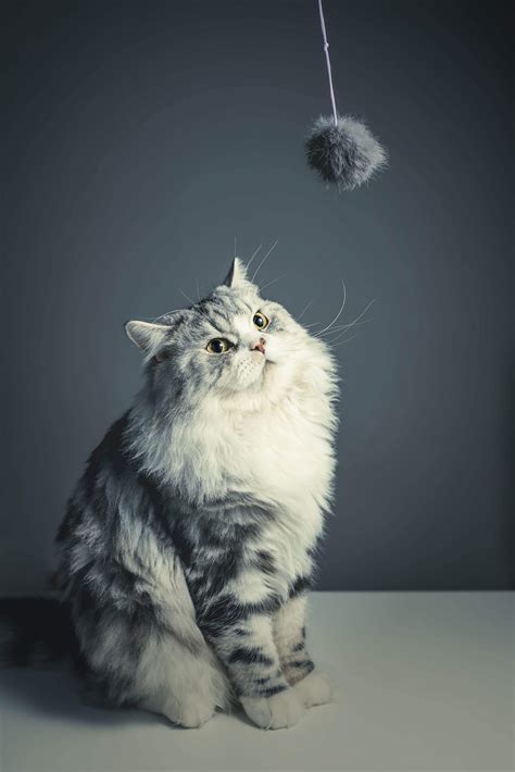 Get The Cat Medicine You Need From A Local Vet