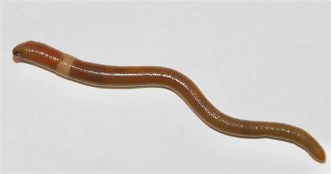 Gardeners Asked To Be Vigilant This Spring For Invasive Jumping Worms