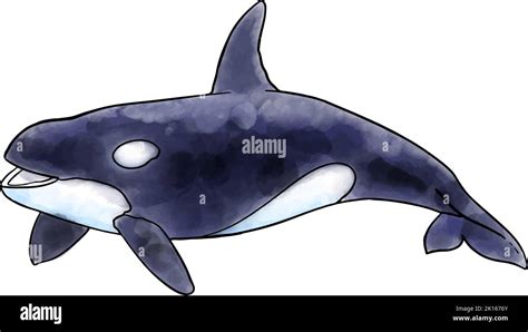 Hand Drawn Watercolor Style Killer Whale Orca Vector Illustration Stock