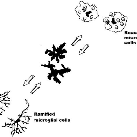 Microglial Cell Activation Cascade Schematic Drawing Illustrating The Download Scientific