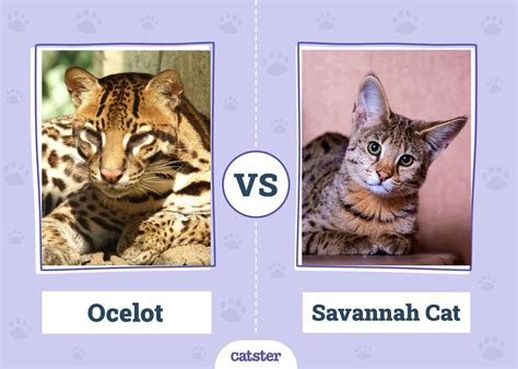 ocelot  savannah cat      pictures catster