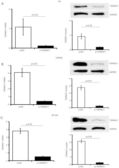 Mir‑378a‑3p Inhibits Cellular Proliferation And Migration In