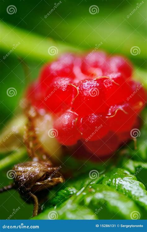 single raspberry macro stock image image  healthy