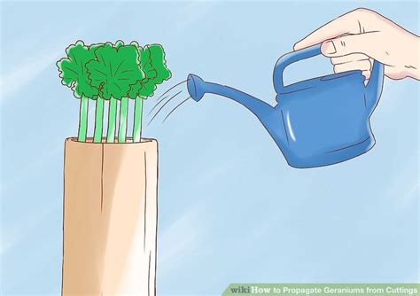 How To Propagate Geraniums From Cuttings 11 Steps With Pictures